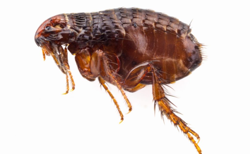 flea 2 flea 2