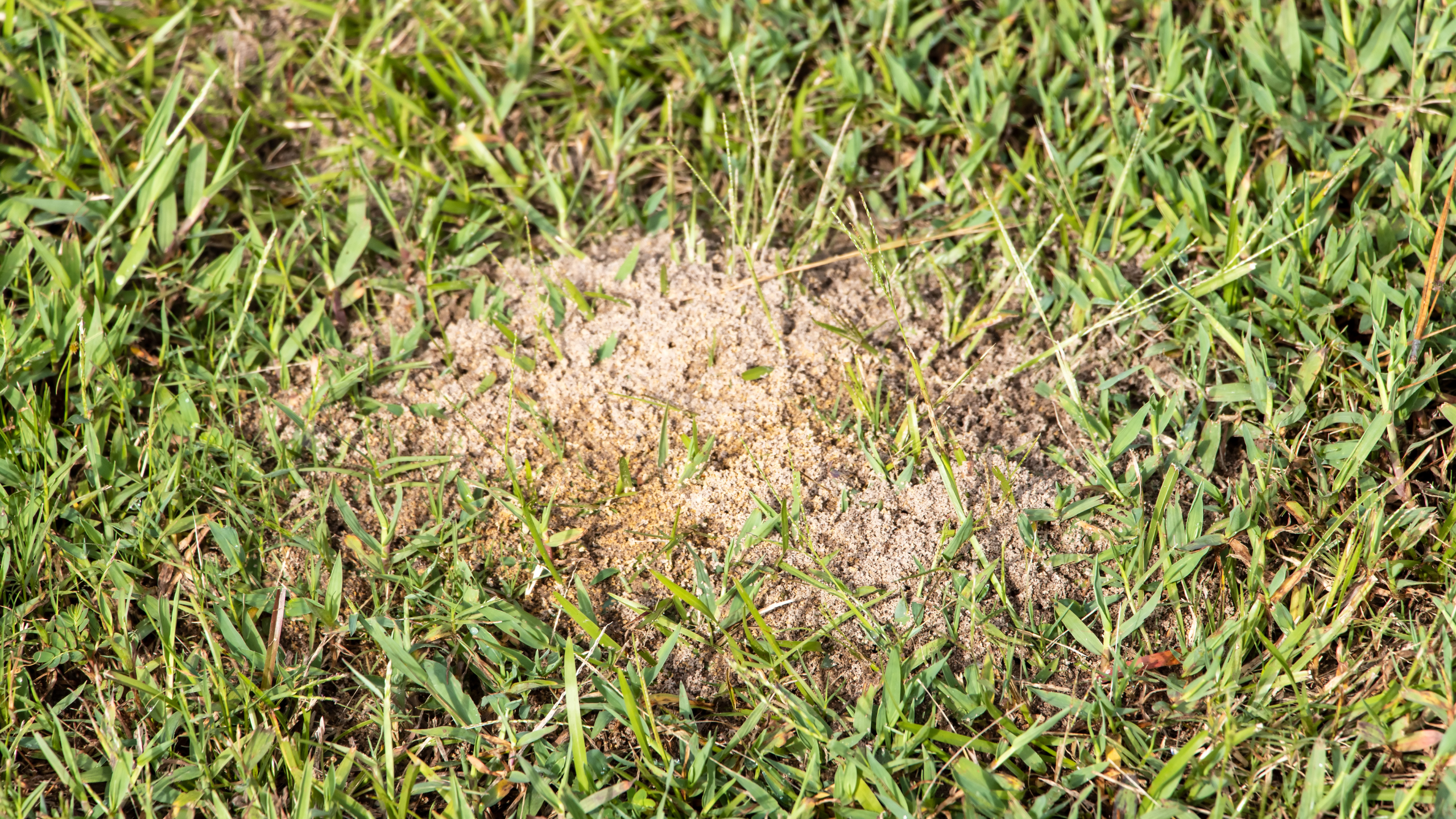 Fire ant mound in a residential lawn treated by Lawn Ace fire ant control services in Augusta, Evans, Grovetown, Martinez, Aiken, and North Augusta.