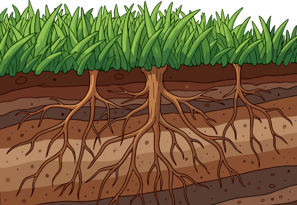 how do I get healthy soil fire ant treatment CSRA Augusta Grovetown