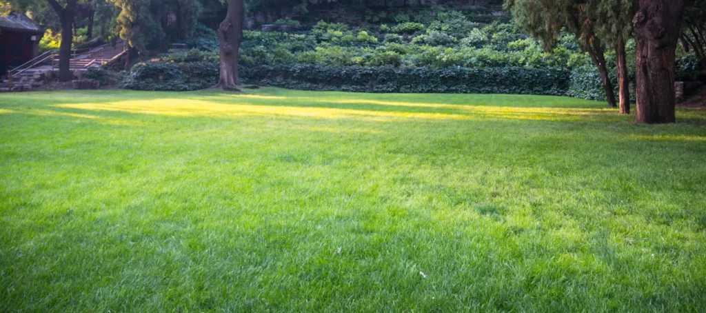 Lawn Ace GROW lawn care program provides seasonally timed fertilization and weed control for healthy lawns across Augusta, Evans, Martinez, and North Augusta.