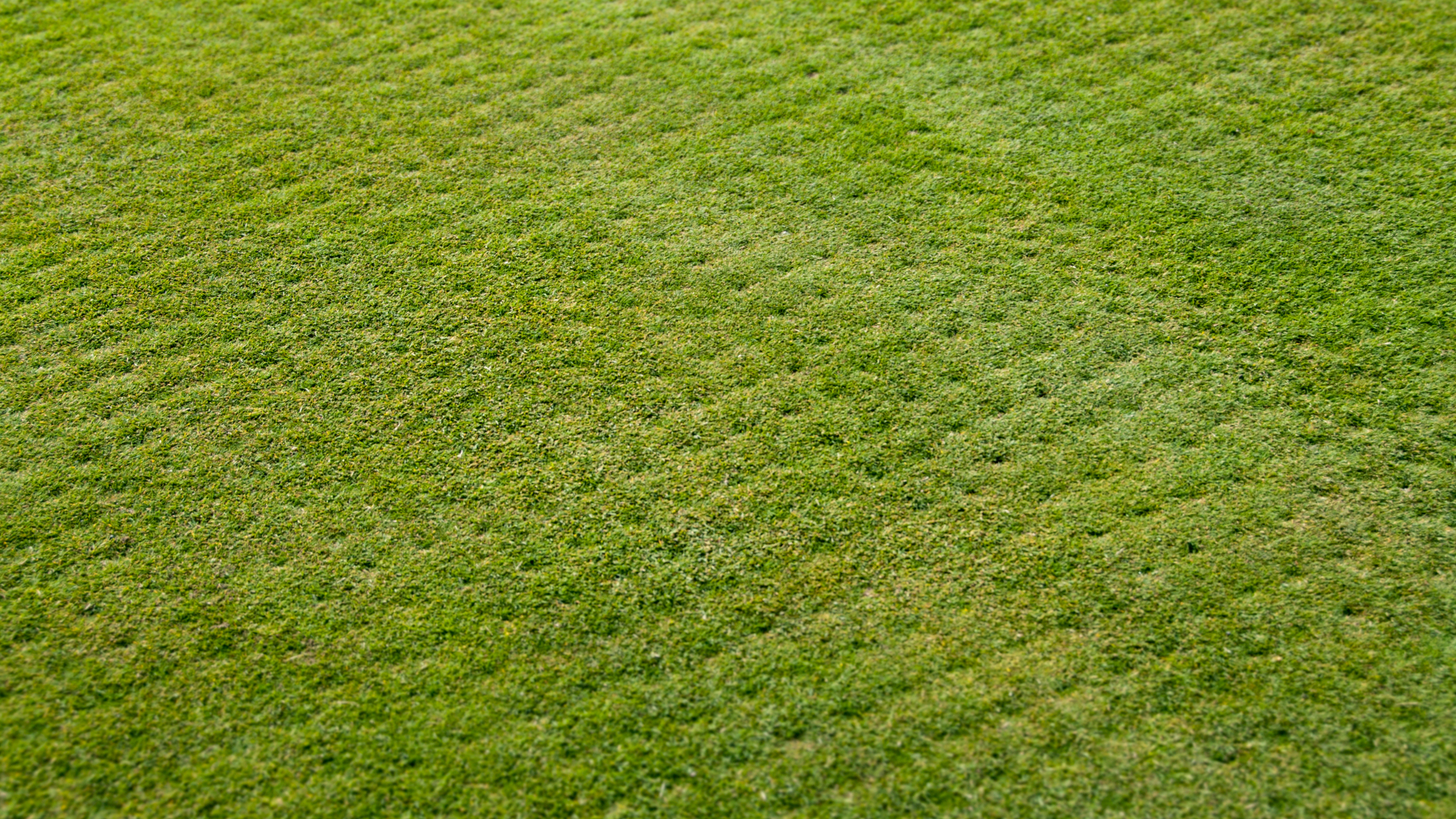 Healthy lawn showing aeration results designed to relieve soil compaction and improve root growth for lawns in Augusta, Aiken, Grovetown, and Martinez.