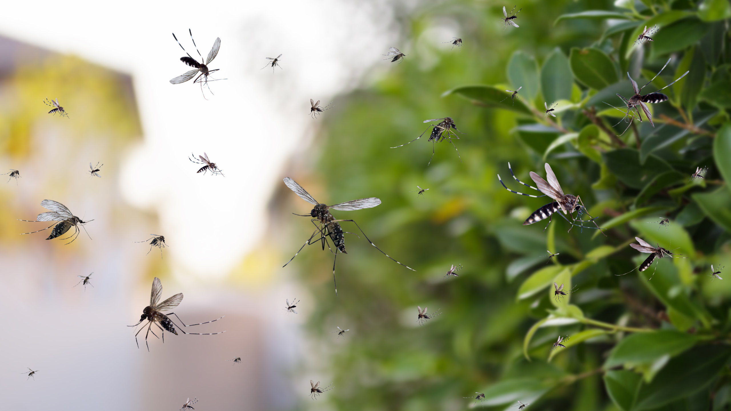 Mosquitoes flying over a backyard lawn in Augusta GA during summer evening highlighting the need for professional mosquito control for CSRA yards.